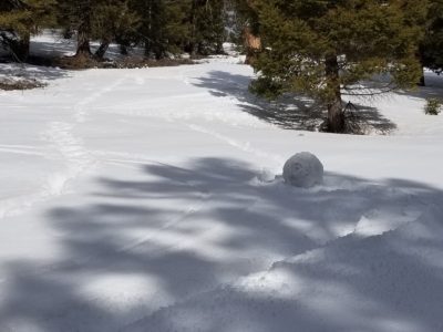 (3-9-20) West-facing middle elevation slopes became wet and unsupportable Monday afternoon. This "snail" formed when snow rolled down a gentle slope below a ski turn. 