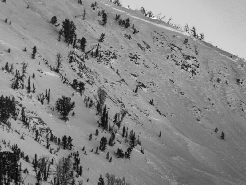 Close up of a portion of the crown on a slide on the N-face of Baker Peak at 9,600'.