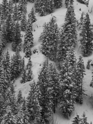 Numerous slab avalanches spanned most low elevation, N-facing terrain above the E. Fork of the Big Wood River. 