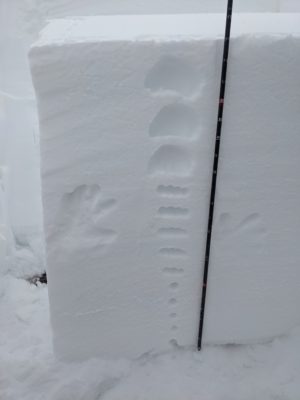 Snowpit dug at 8,100' on N aspect above Baker Creek.