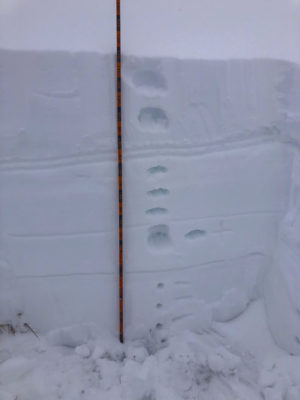 Snow pit on a SSW-facing slope at 8,600'. Overall snow depth was 115 cm. The uppermost "double" line is the 1/3 near-surface facet layer. ECTNs throughout.