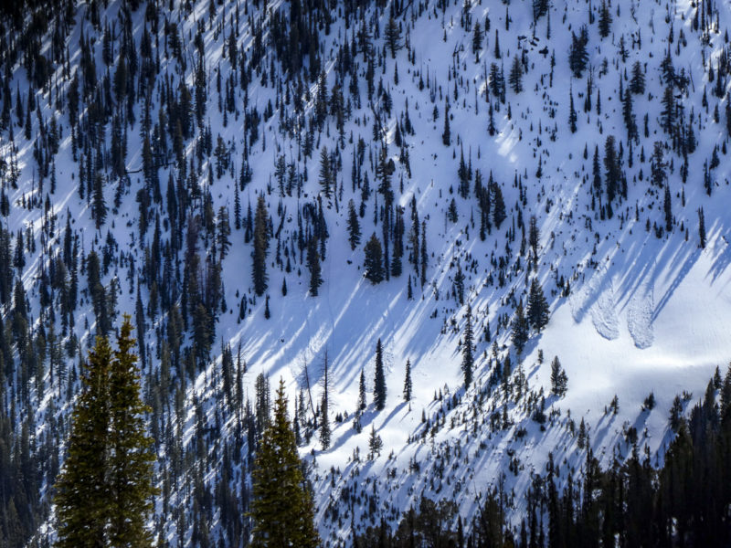 These wet avalanches released during rainfall on March 1st. They occured at 8,300' on a NW-facing slope near Cabin Ck. 