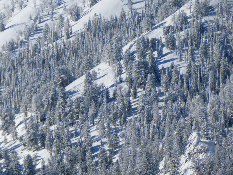 Avalanche on a SE facing slope at 8,700' above Anderson Ck in the foothills of the Smokys.
