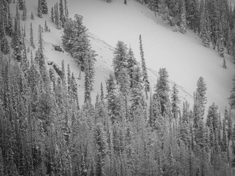 Avalanche near the base of Timber Bowl. N facing slope at 8,500'