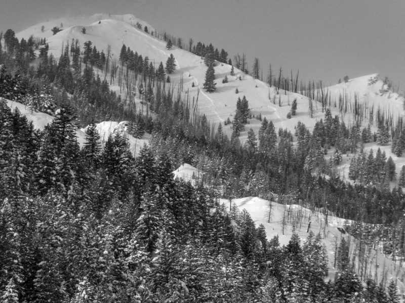 Adam's Gulch NE @ ~8,300'. Large avalanche from the 12/11 storm. 