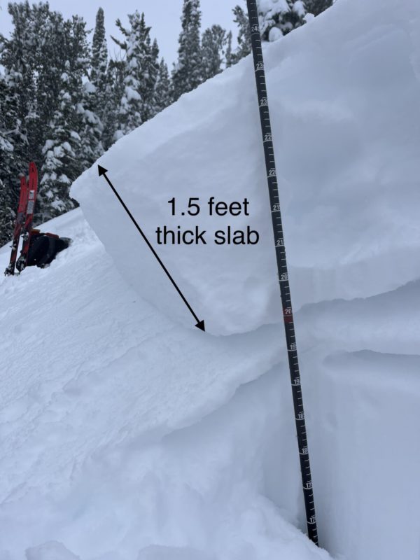 Crown profile of the potentially skier triggered avalanche near Governors Punch Bowl. The slab was 1.5 feet thick and failed on a thin layer of facets above a crust.