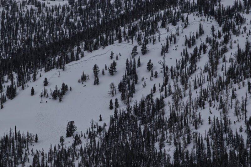 (3/12/23) A persistent slab avalanche on a SE slope at 9000' in Lola Creek. Based on the aspect and the appearance of the crown, this slide likely failed on a layer of facets below a melt freeze crust.